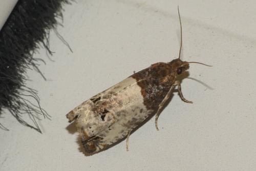 Réf. 262 519 : Notocelia roborana